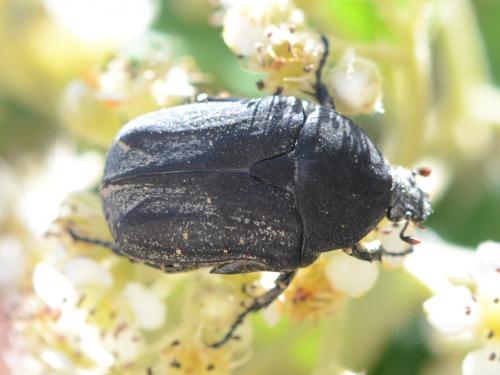 Réf. 258 231 : Netocia morio